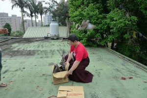 極密無上長壽佛修持大薈供放生0